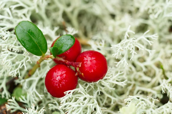 Cowberry (foxberry, lingonberry) — Φωτογραφία Αρχείου