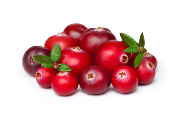 WIld cranberry — Stock Photo, Image