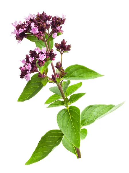 Origano selvatico — Foto Stock