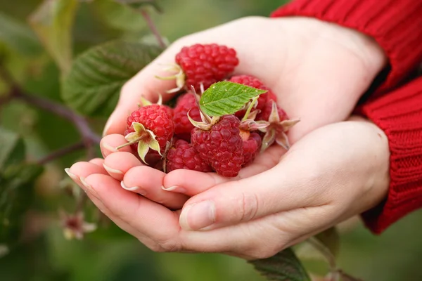 Raspberry picking — Stock Photo, Image