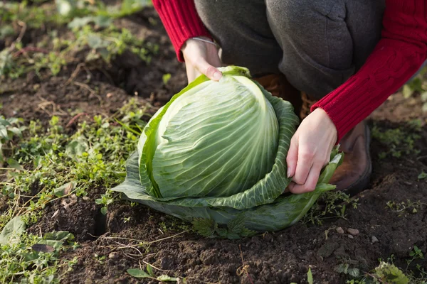 Cabbage harvest — Stock Photo, Image