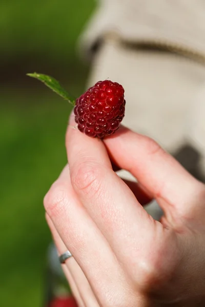 Cueillette des framboises — Photo