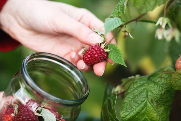 나무 딸기 따기 — 스톡 사진