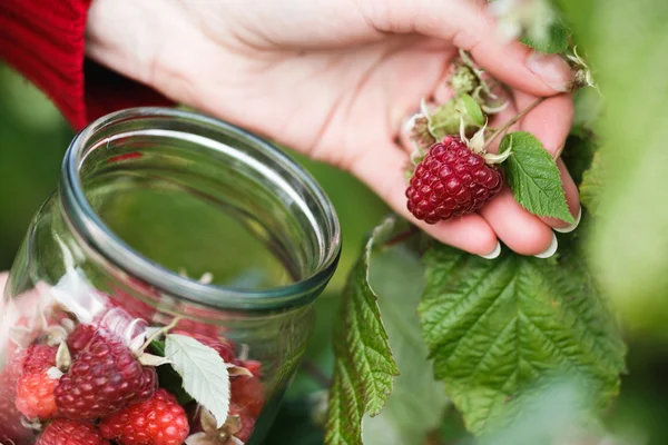 Raspberry plockning — Stockfoto