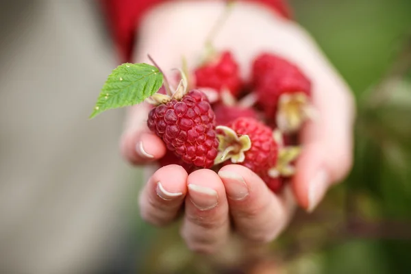 Cueillette des framboises — Photo