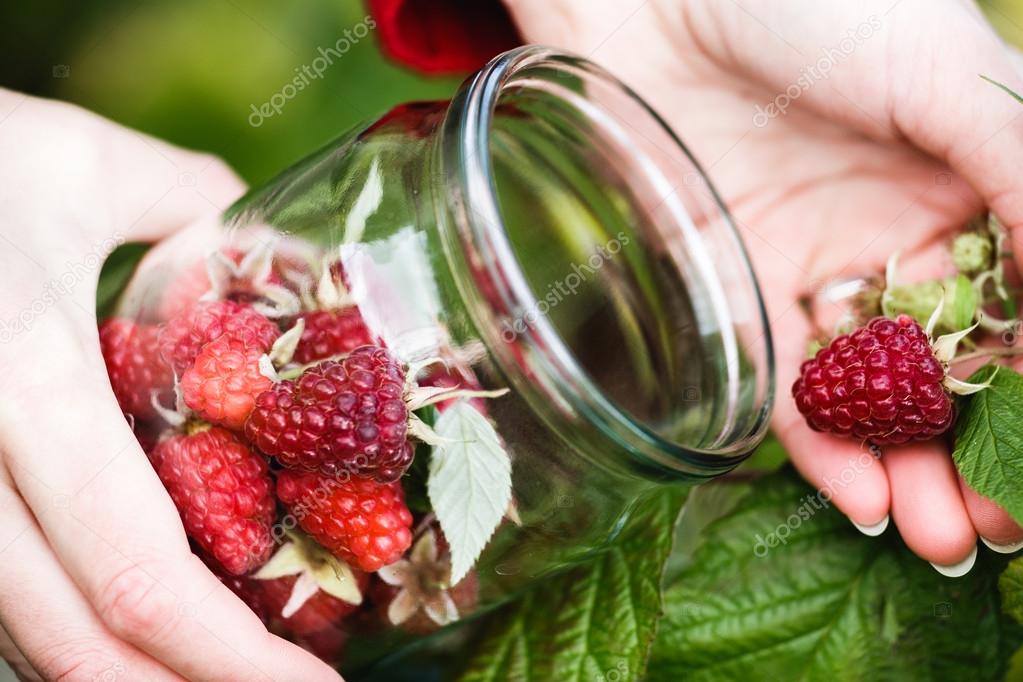 Raspberry picking