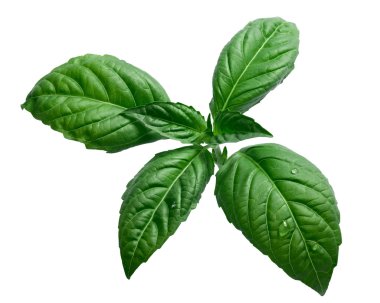 beyaz izole fesleğen