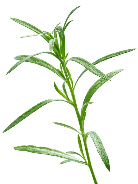 Fresh tarragon (Artemisia Dracunculus) — Stock Photo, Image