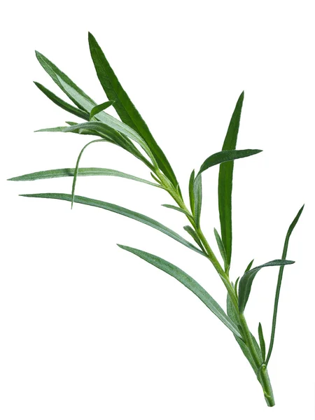 Świeżego estragonu (Artemisia Dracunculus) — Zdjęcie stockowe