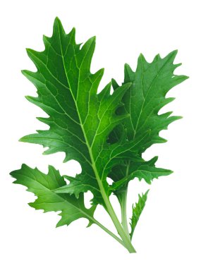 Mizuna yapraklı salata (Japon hardal)