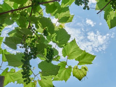 Gün ışığında olgunlaşan bir demet üzüm.