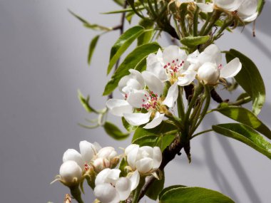 Bahar bahçesi armut çiçeği gün ışığında açar.