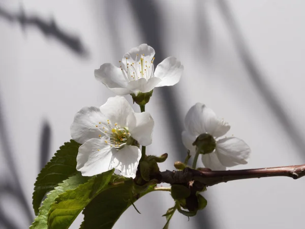 Bahar güneşinde bir demet kiraz çiçeği