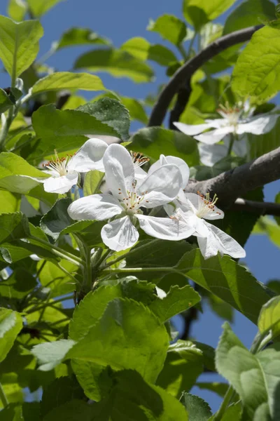 Printemps Fleur Pomme Fleurit Soleil — Photo