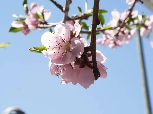 Bahar bahçesinin şeftali çiçeği açar