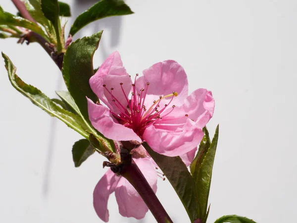 Bahar bahçesinin şeftali çiçeği açar