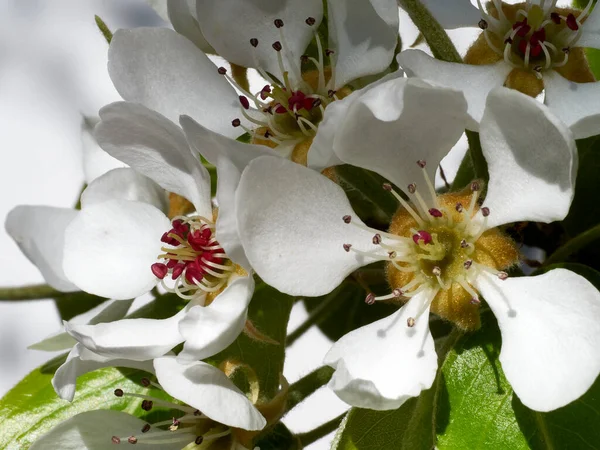 Printemps Jardin Fleur Poire Fleurit Soleil — Photo