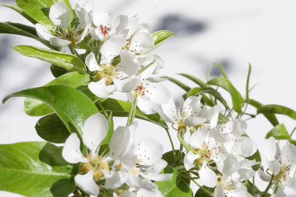 Bahar bahçesi armut çiçeği gün ışığında açar.