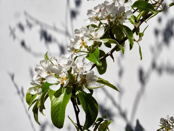 Lente Tuin Peer Bloem Bloeit Zon — Stockfoto