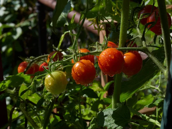 Bahçe güneşinde asmanın üzerine yağan yağmurdan sonra kırmızı ve yeşil domates kümesi.
