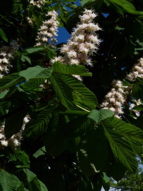 Bahar güneşinde hafif bir esintide ağaçta kestane çiçekleri