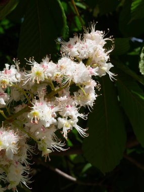 Bahar güneşinde hafif bir esintide ağaçta kestane çiçekleri