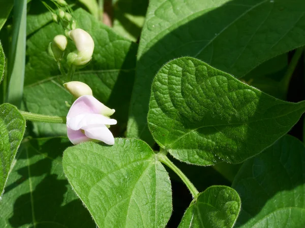 Bahçe güneşinde bir fasulye çiçeğinin yakın çekimi.