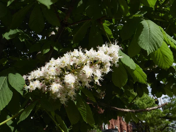 Chestnut Flowers Tree Light Breeze Spring Sunshine — Stock Photo, Image