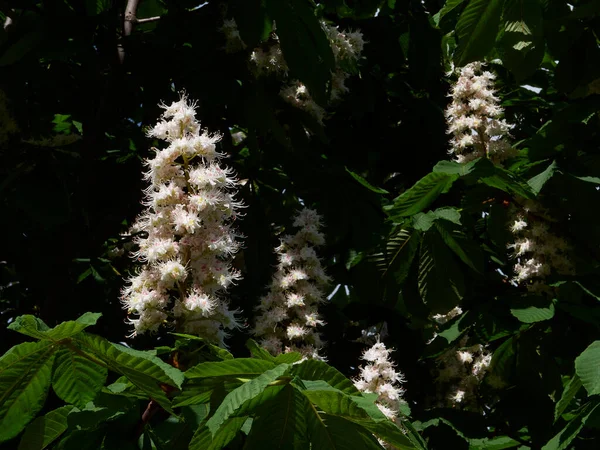 Bahar güneşinde hafif bir esintide ağaçta kestane çiçekleri