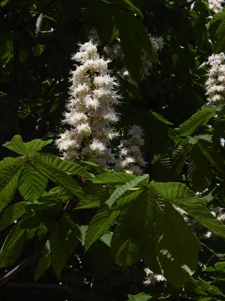 Bahar güneşinde hafif bir esintide ağaçta kestane çiçekleri