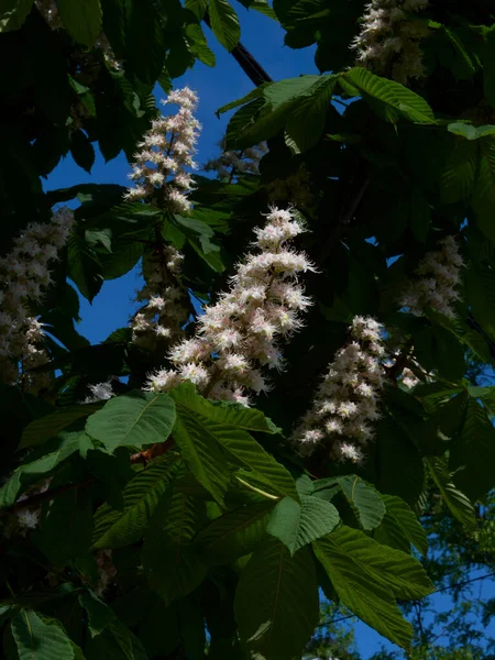 Bahar güneşinde hafif bir esintide ağaçta kestane çiçekleri
