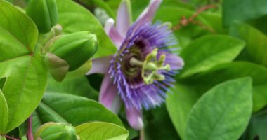 Üç çiçek tomurcuğu ve yağmurdan sonra açık bir tutku çiçeği. 