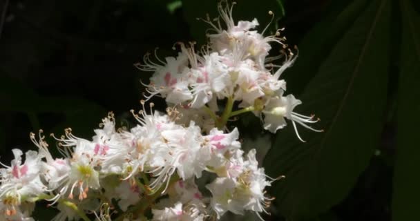 Kastanienblüten Baum Einer Leichten Brise Frühling — Stockvideo