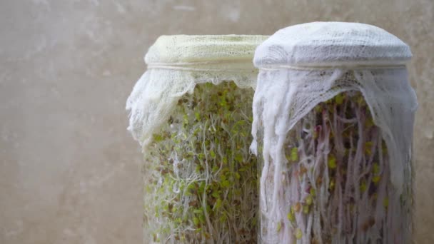 Glazen Potten Gevuld Met Alfalfa Bietenspruitjes Een Houten Snijplank Met — Stockvideo