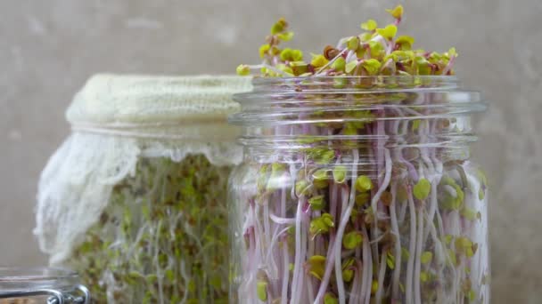 Glass Jars Filled Alfalfa Beet Sprouts Wooden Cutting Board Jar — Stock Video