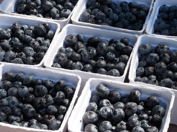 Küçük çiftçi sepetleri hazır. 550 ml taze toplanmış yaban mersini. Gün ışığında bahçe masasında.