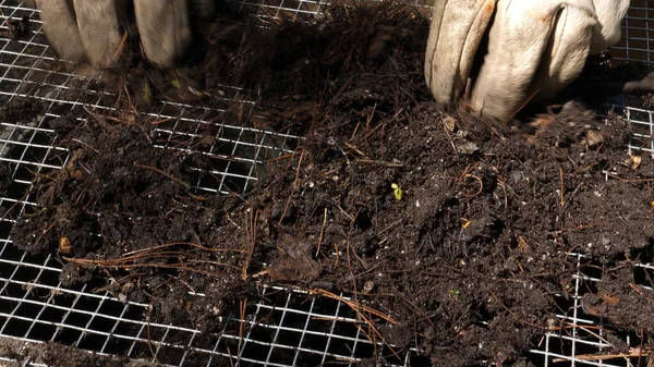 Jardinier Utilise Tamis Pour Tamiser Les Roches Matière Organique Sol Photos De Stock Libres De Droits