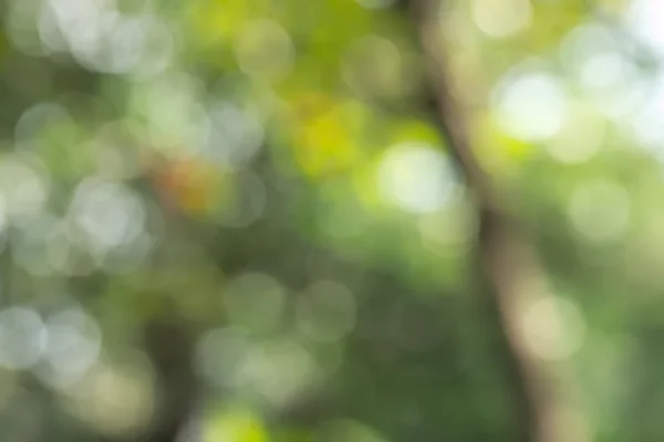 Streszczenie tło rozmazane naturalny zielony park z jasnym okrągłe bokeh — Zdjęcie stockowe