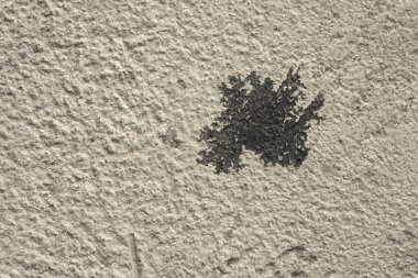 Petrol sızıntısı beton yol arka plan üzerinde kurutulmuş