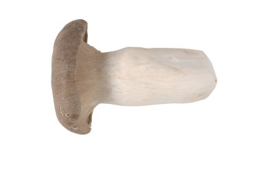 Kral istiridye mantar beyaz izole