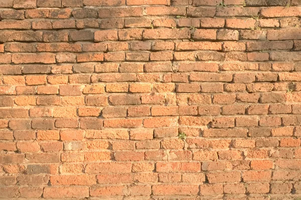 Orange brick wall with tiny green plant between some bricks background texture — Stock Photo, Image