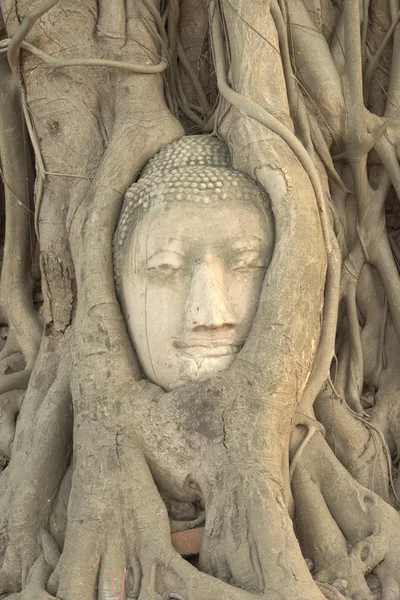 Jefe de la imagen buddha enterrado dentro de la raíz del árbol — Foto de Stock