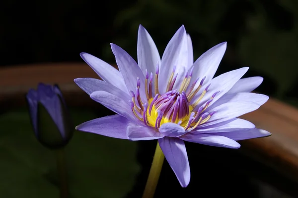 Paarse lotusbloem — Stockfoto