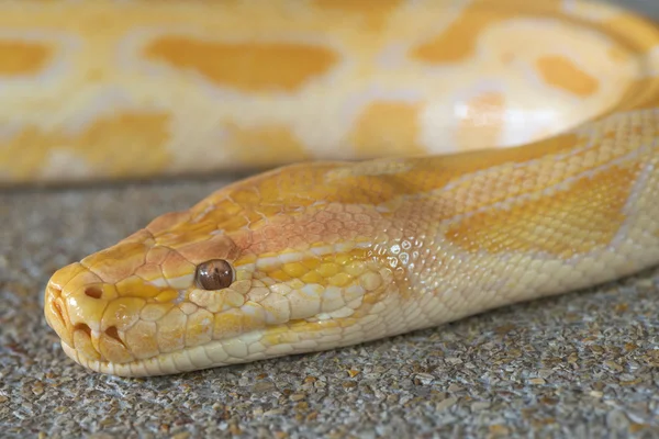 Soyut closeup altın python baş arka plan