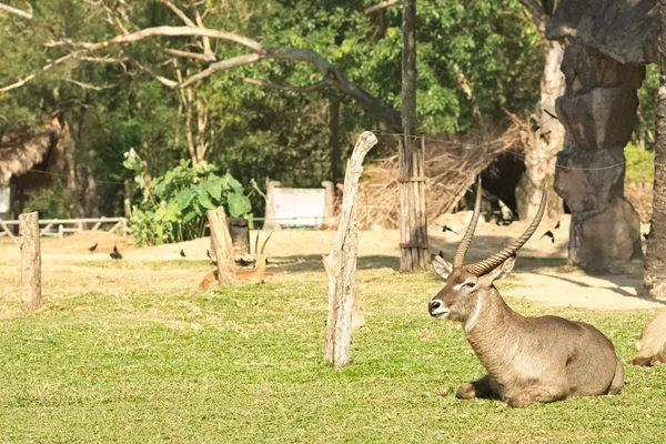 Impala assis au milieu du champ d'herbe directement sous la lumière du soleil — Photo