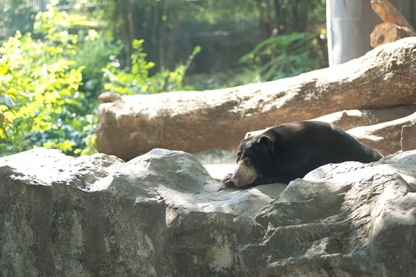 Niedźwiedź Malajski słońce — Zdjęcie stockowe