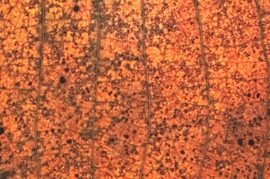 Golden teak Kurutulmuş yaprak