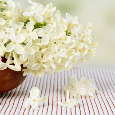  Beyaz leylak bahar çiçekleri