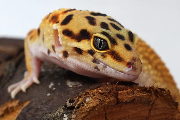 Gecko Eublepharis macularius — Fotografia de Stock