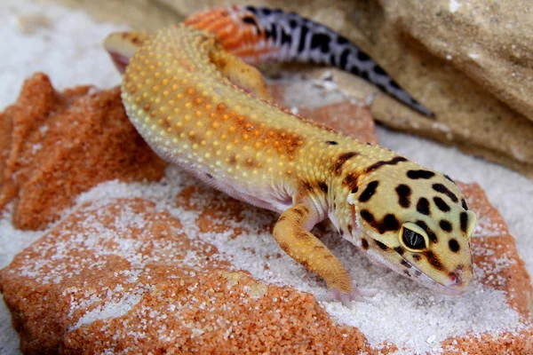 Gecko Eublepharis macularius — Stockfoto